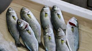 Tekirdağ'da lüfer tezgahlarda yerine almaya başladı