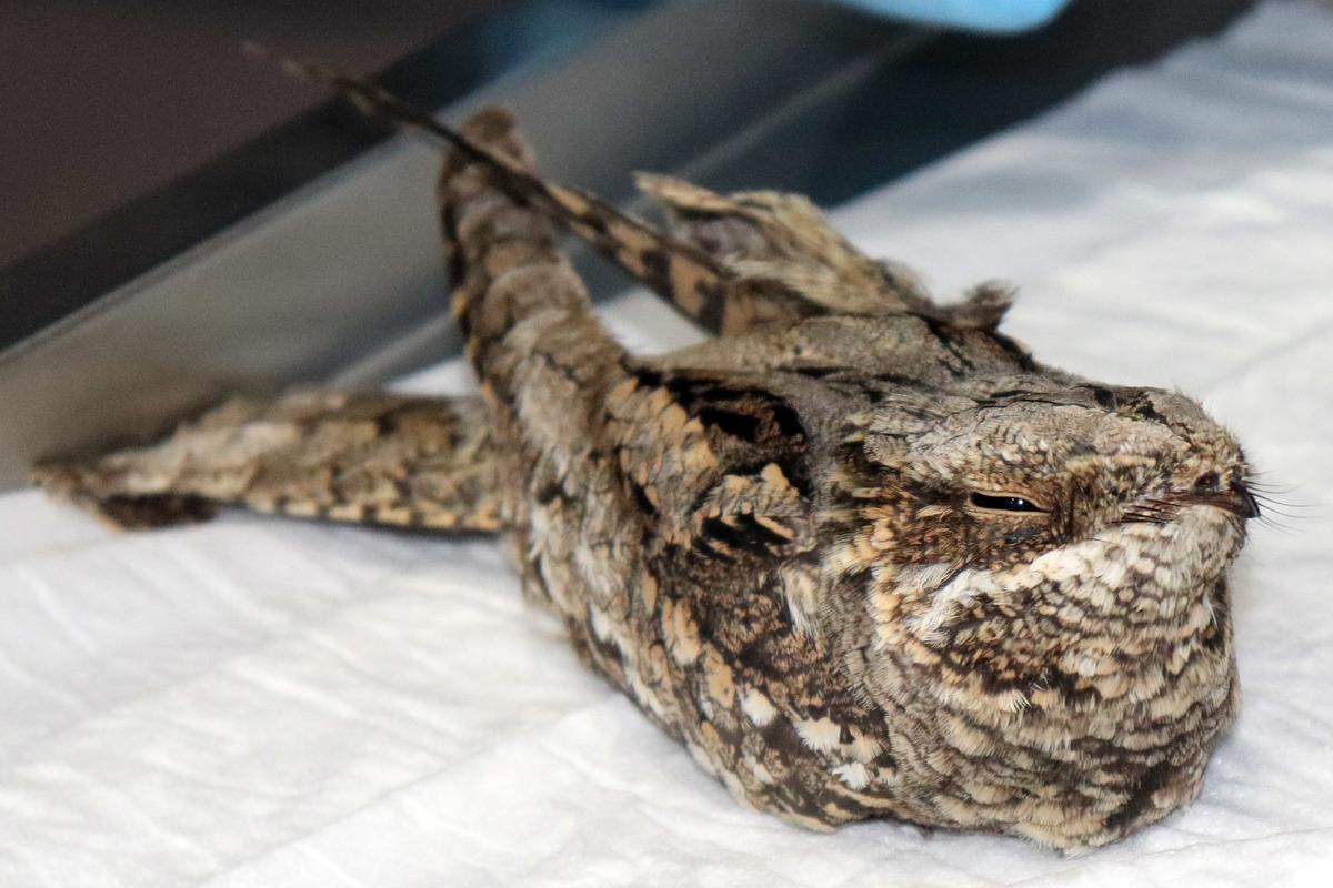 Ordu'da bitkin halde bulunan &ccedil;obanaldatan kuşu koruma altına alındı