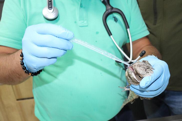 Ordu'da bitkin halde bulunan çobanaldatan kuşu koruma altına alındı G4