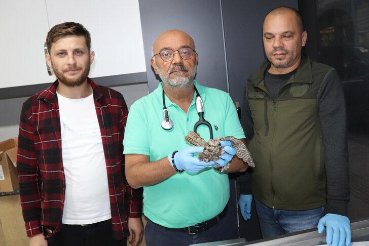 Ordu'da bitkin halde bulunan çobanaldatan kuşu koruma altına alındı G5