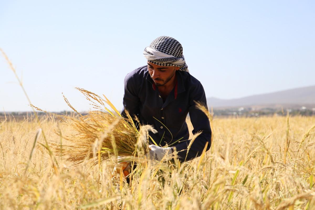 Diyarbakır'da taşlı arazide yetiştirilen tescilli Karacadağ pirincinde hasat d&ouml;nemi