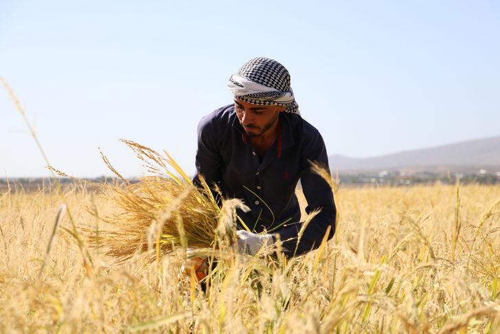 Diyarbakır'da taşlı arazide yetiştirilen tescilli Karacadağ pirincinde hasat dönemi G1