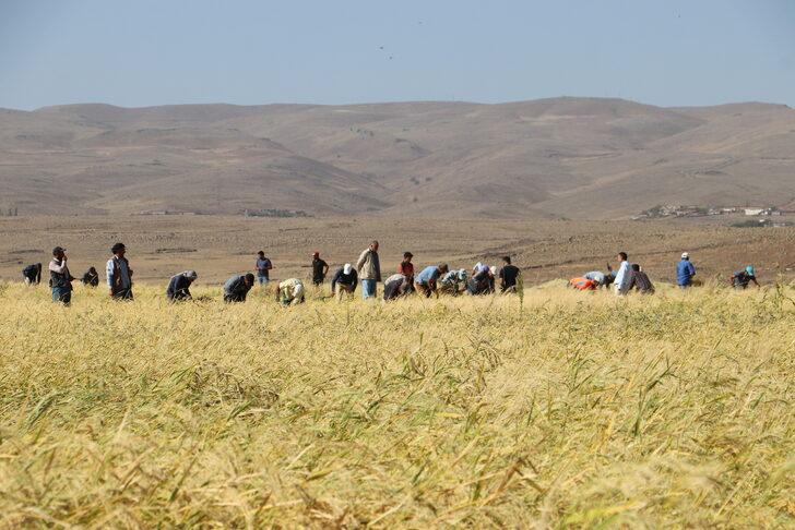 Diyarbakır'da taşlı arazide yetiştirilen tescilli Karacadağ pirincinde hasat dönemi G2
