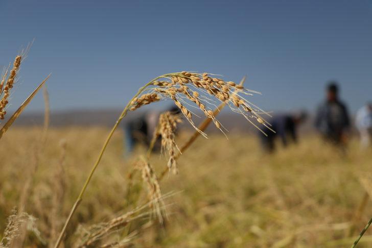 Diyarbakır'da taşlı arazide yetiştirilen tescilli Karacadağ pirincinde hasat dönemi G3