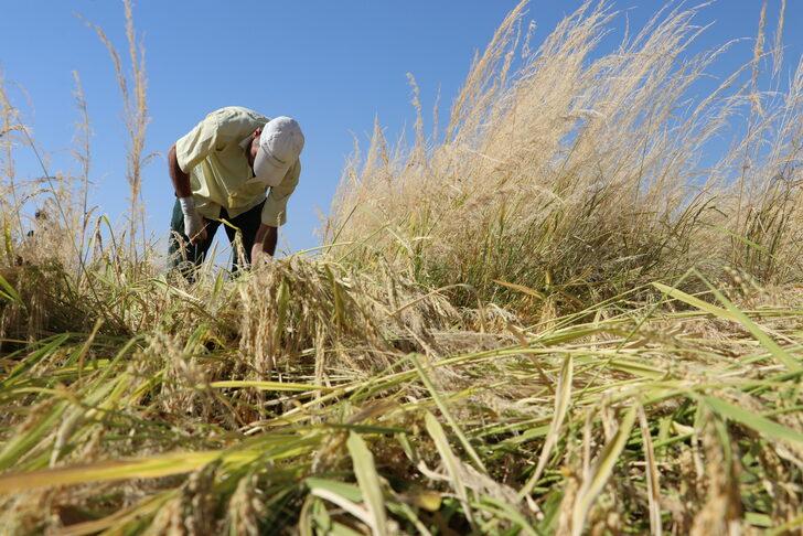 Diyarbakır'da taşlı arazide yetiştirilen tescilli Karacadağ pirincinde hasat dönemi G4