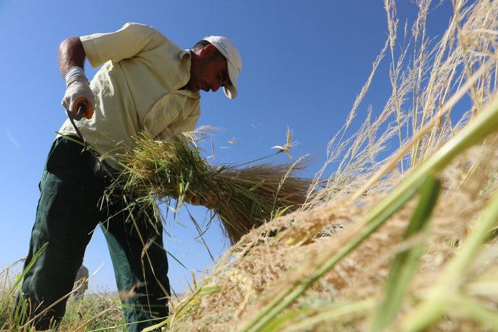 Diyarbakır'da taşlı arazide yetiştirilen tescilli Karacadağ pirincinde hasat dönemi G5