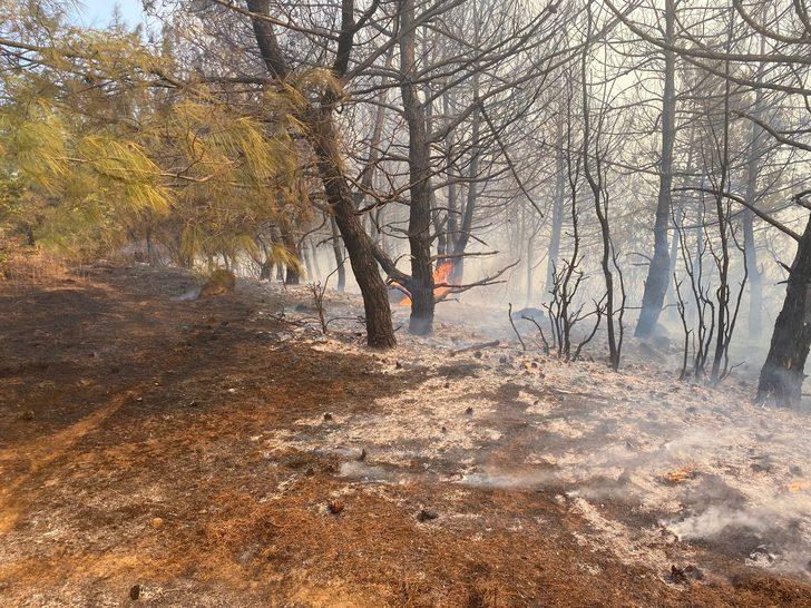 Tekirdağ'da çıkan orman yangını söndürüldü G4