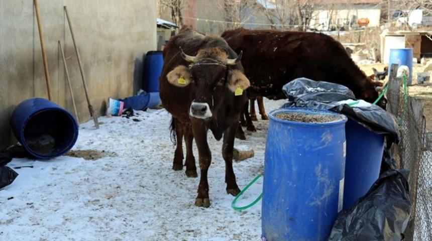 Bolu'da kuduz ş&uuml;phesi: 2 k&ouml;y karantinaya alındı