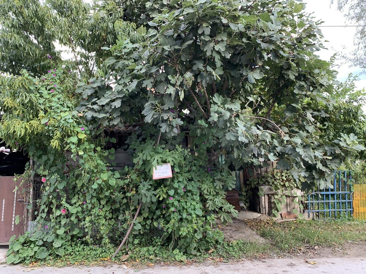 Yol kenarındaki bah&ccedil;esinde meyve ağa&ccedil;larına "Helaldir, yiyin" diye yazı astı