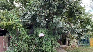 Yol kenarındaki bahçesinde meyve ağaçlarına Helaldir, yiyin diye yazı astı