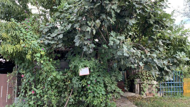 Her şey hamile kadının o sözüyle başladı! Tek tek bahçesinde bulunan ağaçlara astı