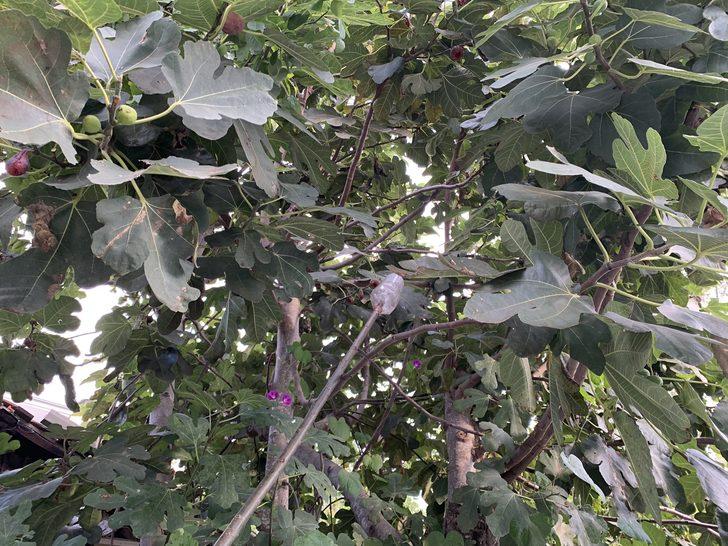 Yol kenarındaki bahçesinde meyve ağaçlarına "Helaldir, yiyin" diye yazı astı G5