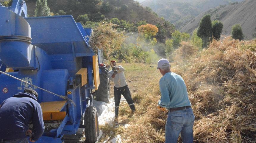 Bingöl'de "Yedisu horoz kuru fasulyesi hasat şenliği"