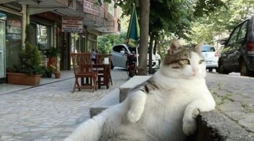 Ziverbey sokaklarının efendisi &lsquo;Tombili&rsquo;nin heykeli a&ccedil;ılıyor