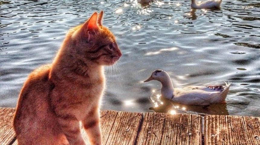 Bug&uuml;n 4 Ekim Hayvanları Koruma G&uuml;n&uuml;