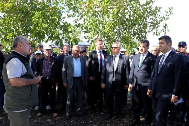 Edirne'de bozuk orman arazisinde yetiştirilen cevizler hasat edildi G1