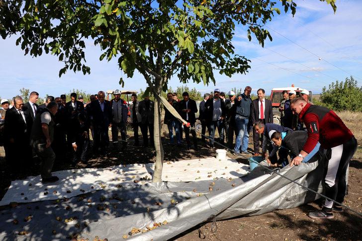 Edirne'de bozuk orman arazisinde yetiştirilen cevizler hasat edildi G2