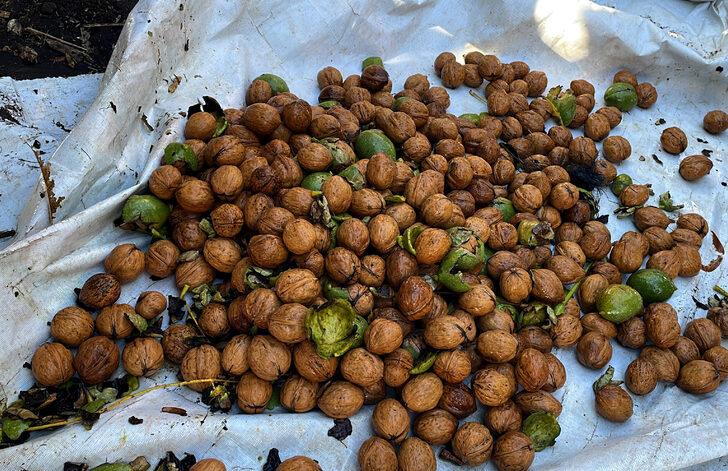 Edirne'de bozuk orman arazisinde yetiştirilen cevizler hasat edildi G3