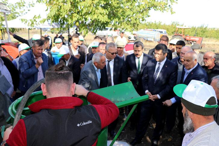 Edirne'de bozuk orman arazisinde yetiştirilen cevizler hasat edildi G5