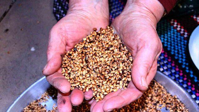 Bin yıllık kuruyemiş! Avrupalılar kapış kapış alıyor, kilosu 70 lira