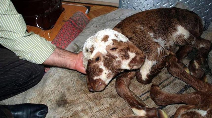 Çift başlı buzağı doğdu