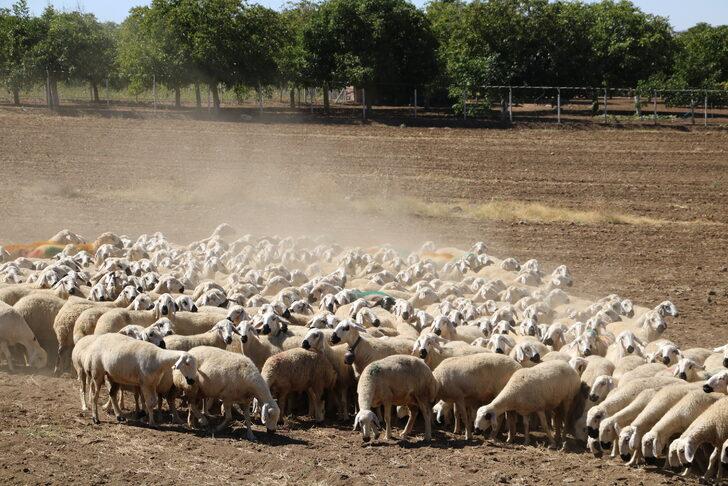 Kırşehir'de "koç katımı" festival havasında yapıldı G2