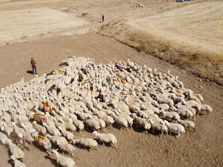 Kırşehir'de "koç katımı" festival havasında yapıldı G3