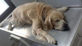 'İzmir'de köpek ve kedileri zehirlediler' iddiası