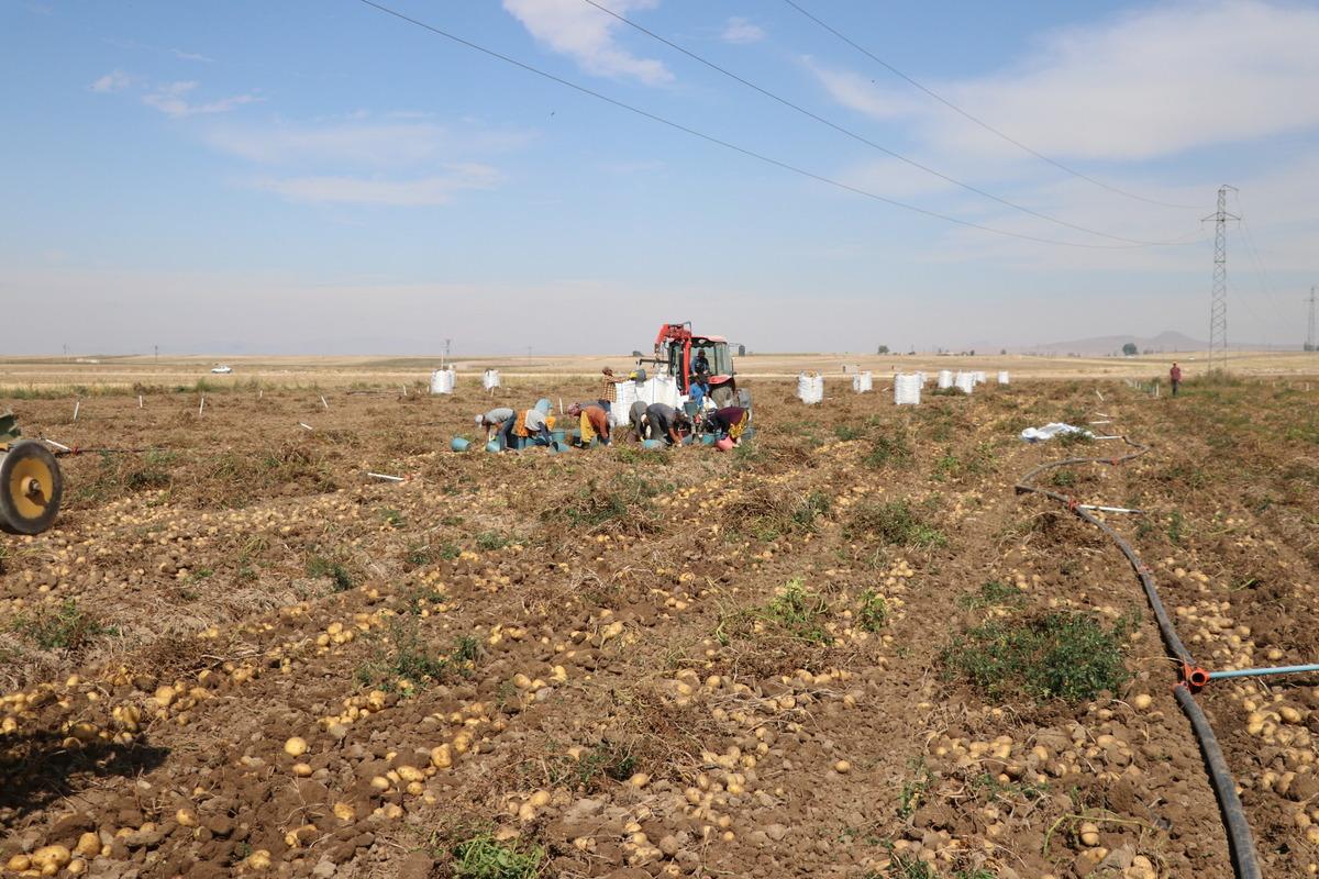 Niğde'de kışlık patates hasadı başladı