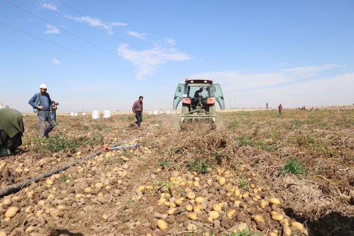 Niğde'de kışlık patates hasadı başladı G2