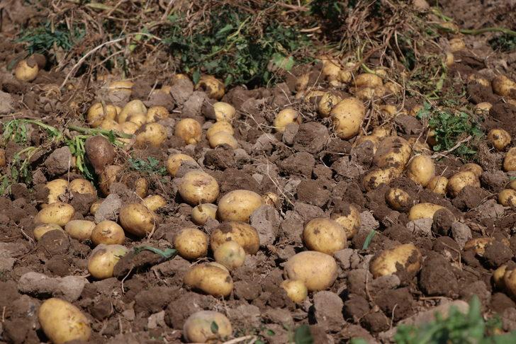 Niğde'de kışlık patates hasadı başladı G3