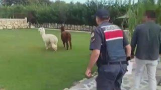 Milyonluk vurgun yapan çeteye operasyon! Kara para aklamak için hayvanat bahçesi kurmuşlar