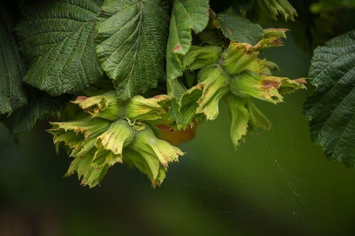 Fındık kapsülü öğütme makinesi Ordulu üreticilerin ücretsiz kullanımına sunuluyor G4