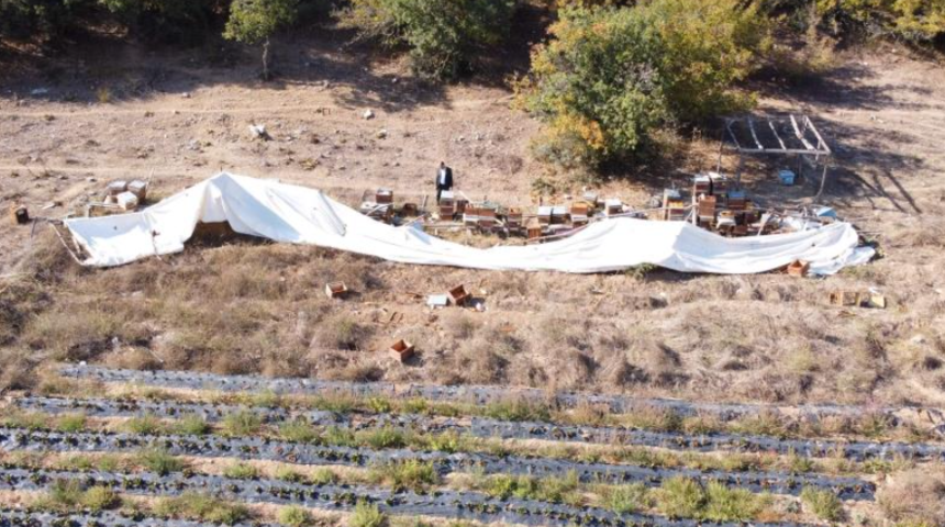 Ayak izlerinden anlaşıldı! Ayı ailesi, arı çiftliğini basıp talan etti