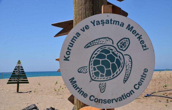 Manavgat'ta 35 bin caretta caretta yavrusundan yarısı denize ulaştı G2