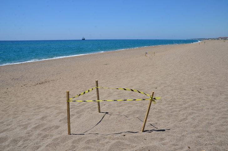 Manavgat'ta 35 bin caretta caretta yavrusundan yarısı denize ulaştı G3
