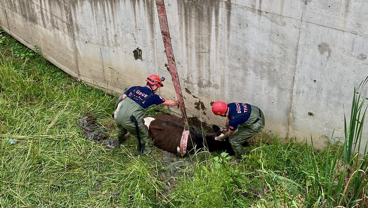 Melen &Ccedil;ayı'nda &ccedil;amura saplanan inek vin&ccedil; yardımıyla kurtarıldı