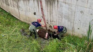 Melen Çayı'nda çamura saplanan inek vinç yardımıyla kurtarıldı