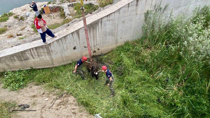 Melen Çayı'nda çamura saplanan inek vinç yardımıyla kurtarıldı G2