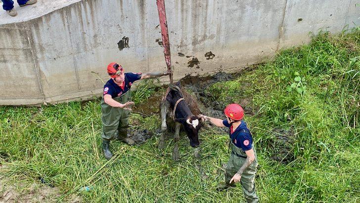 Melen Çayı'nda çamura saplanan inek vinç yardımıyla kurtarıldı G3
