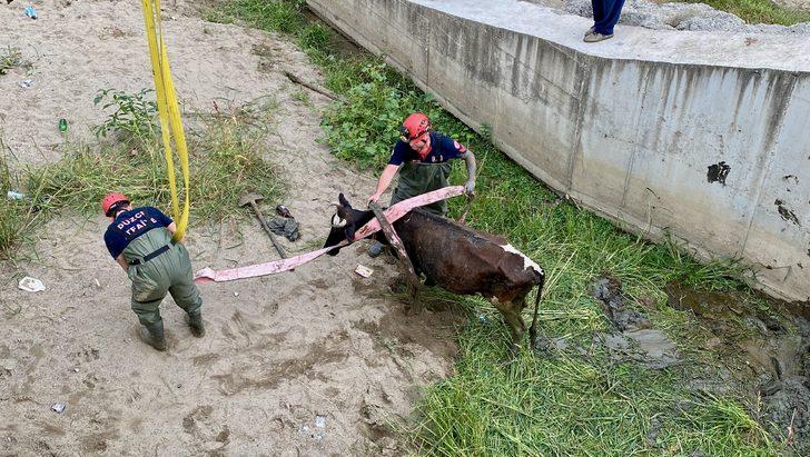 Melen Çayı'nda çamura saplanan inek vinç yardımıyla kurtarıldı G4