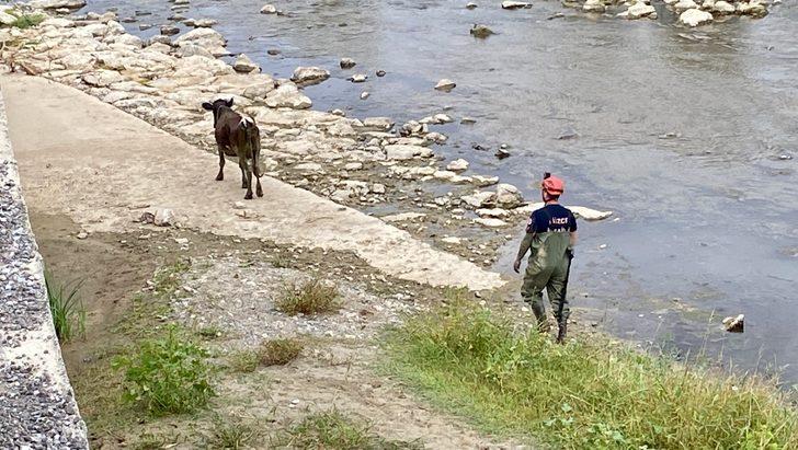 Melen Çayı'nda çamura saplanan inek vinç yardımıyla kurtarıldı G5