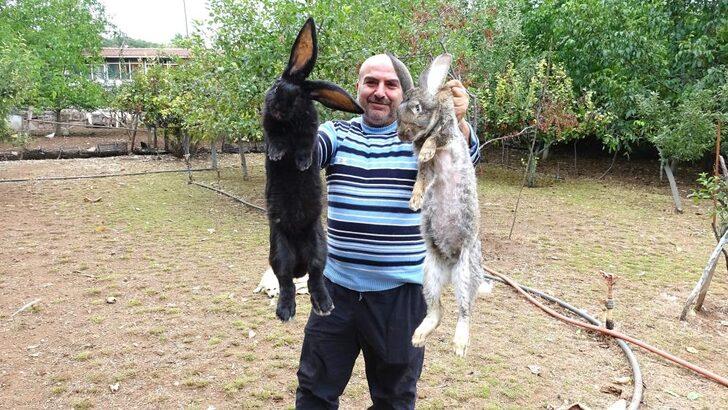 Tokat'ın dev tavşanları görenleri şaşırtıyor! Tanesi 2 bin liradan satılıyor