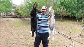 Tokat'ın dev tavşanları görenleri şaşırtıyor! Tanesi 2 bin liradan satılıyor