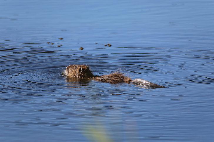 Ağrı Dağı eteklerinde yaşayan su maymununun beslenme anı kamerada G1