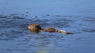 Ağrı Dağı eteklerinde yaşayan su maymununun beslenme anı kamerada