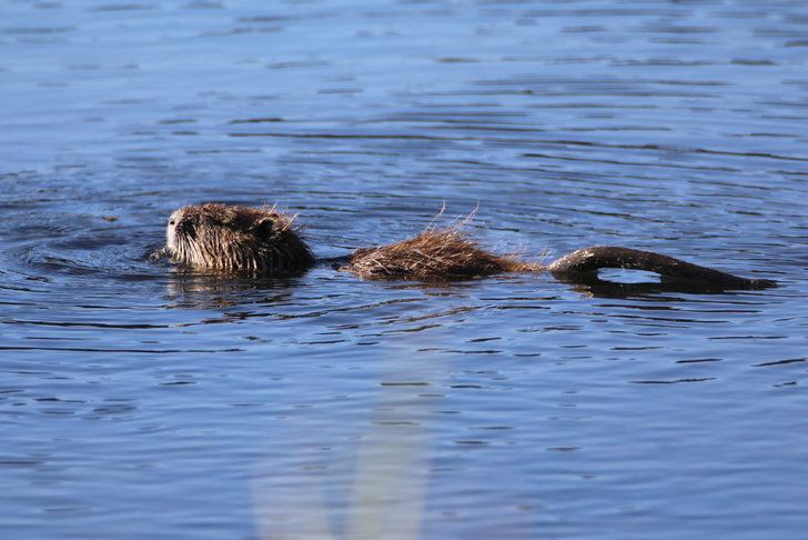 Ağrı Dağı eteklerinde yaşayan su maymununun beslenme anı kamerada G2
