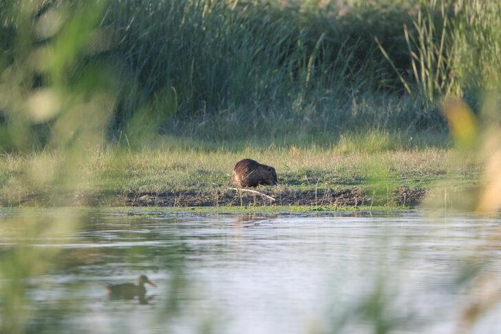 Ağrı Dağı eteklerinde yaşayan su maymununun beslenme anı kamerada G4