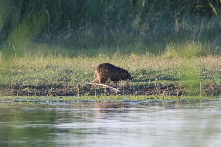 Ağrı Dağı eteklerinde yaşayan su maymununun beslenme anı kamerada G5