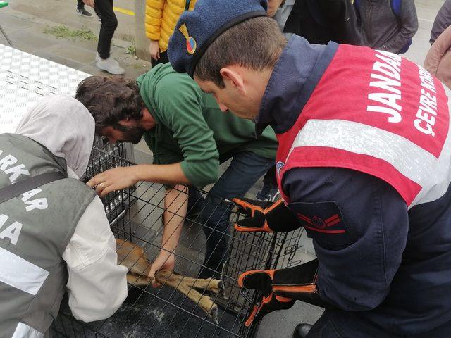 Bolu'da otomobilin çarptığı karaca tedaviye alındı